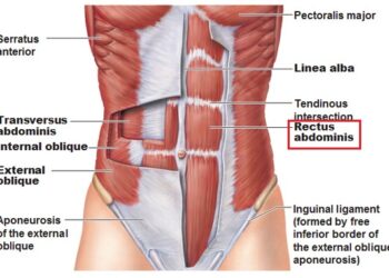 1WEEK, 1MUSCLE. 여덟번째 : 복직근 RECTUS ABDOMINIS