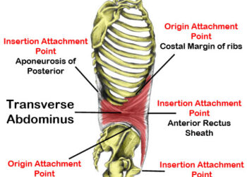 1WEEK, 1MUSCLE. 여섯번째 : 복횡근 Transversus abdominis
