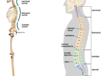 올바르게 앉는 자세 가이드